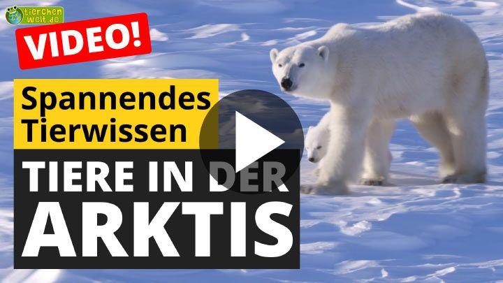 Video Tiere in der Arktis