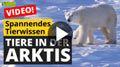 Video: Tiere in der Arktis