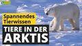 Video: Tiere in der Arktis