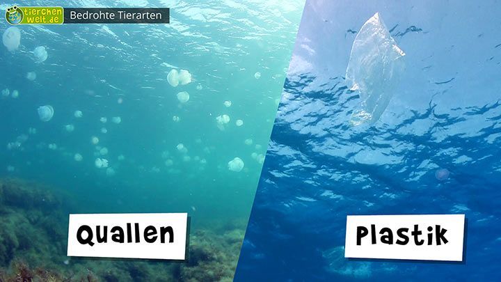 Bedrohte Tierarten - Plastik im Meer