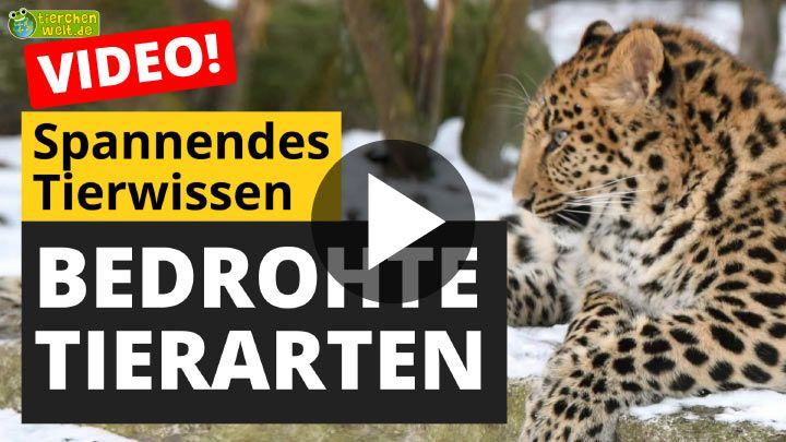 Video Bedrohte Tierarten