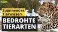 Video: Bedrohte Tierarten
