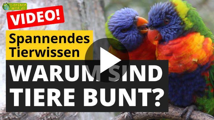 Video Warum sind Tiere bunt?