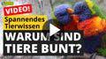 Video: Warum sind Tiere bunt?