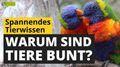Video: Warum sind Tiere bunt?