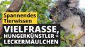 Video: Vielfraße und Hungerkünstler
