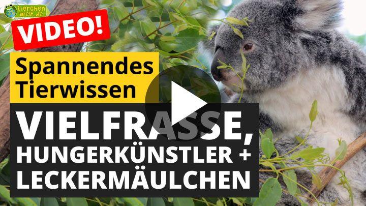 Video Bedrohte Tierarten