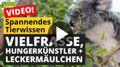 Video: Vielfraße und Hungerkünstler