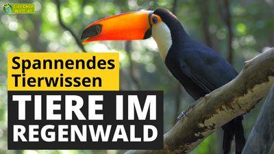 Tierwissen Videos - 