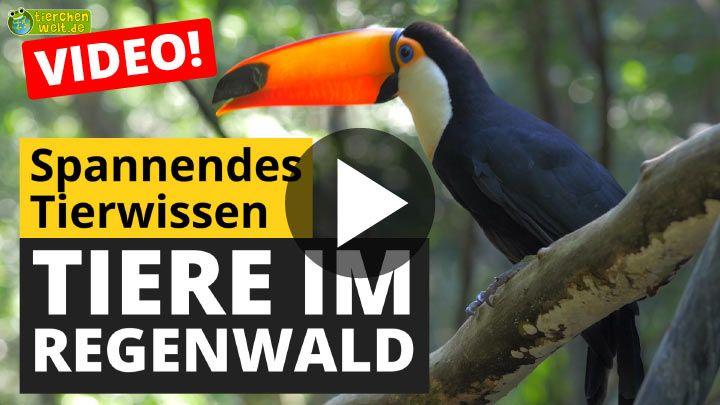 Video Tiere im Regenwald