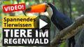 Video: Tiere im Regenwald