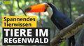 Video: Tiere im Regenwald