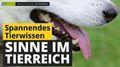 Video: Sinne im Tierreich