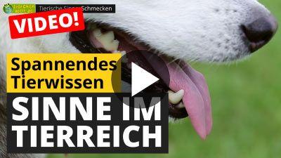 Sinne im Tierreich