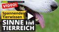 Video: Sinne im Tierreich