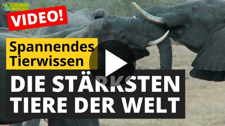 Video Die stärksten Tiere