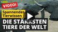 Die stärksten Tiere