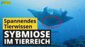Video: Symbiose im Tierreich