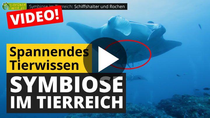 Video Symbiose im Tierreich