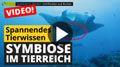 Video: Symbiose im Tierreich