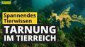 Video: Wie tarnen sich Tiere?