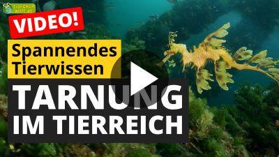 Tarnung im Tierreich