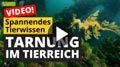 Video: Wie tarnen sich Tiere?