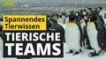 Video: Tierische Teams