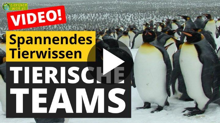 Video Tierische Teams