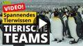 Video: Tierische Teams