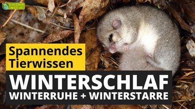 Winterschlaf