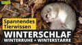 Video: Winterschlaf