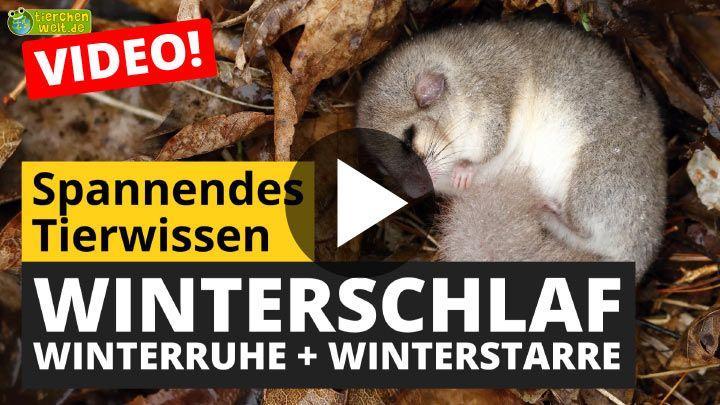 Video Winterschlaf