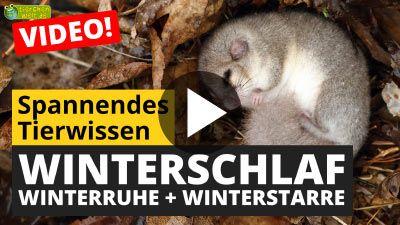 Winterschlaf