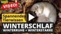 Video: Winterschlaf