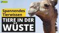 Video: Tiere in der Wüste