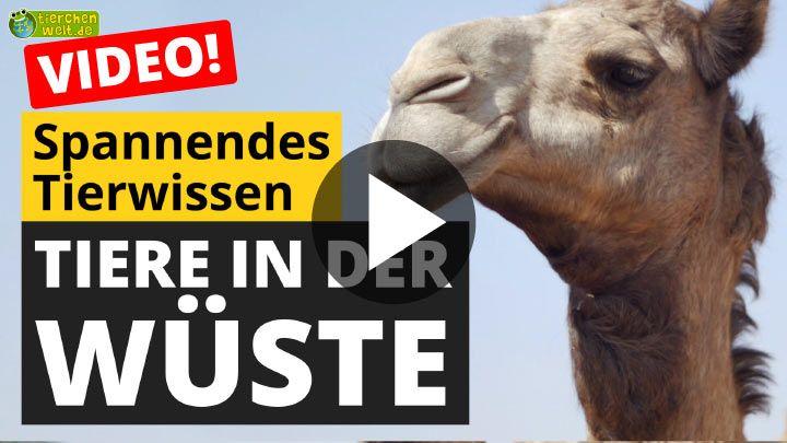 Video Tiere in der Wüste