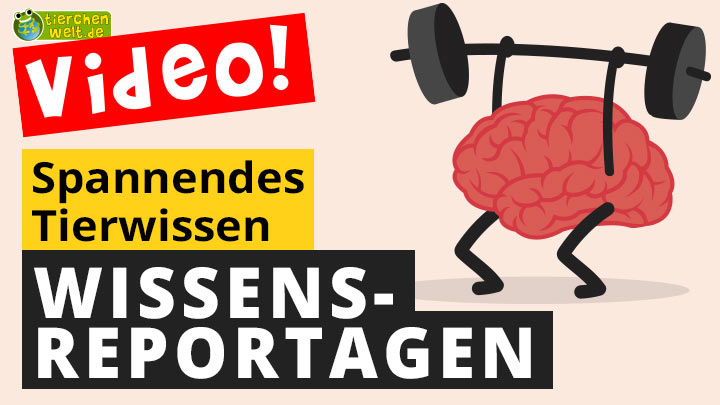 Tierwissen-Videos